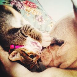 Close-up of cats sleeping on bed