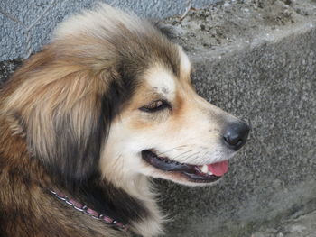 Close-up of dog sticking out tongue