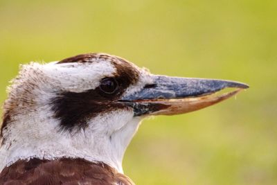 Close-up of a kookaburra bird looking away