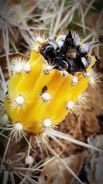 High angle view of bug on yellow flowering plant