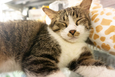 Close-up of cat sleeping