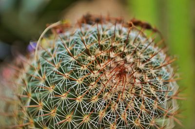 Close-up of plant against blurred background