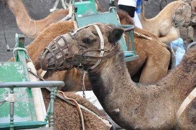 Side view of camel with muzzle