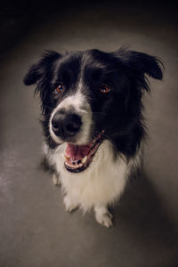 High angle view of border collie sitting on floor