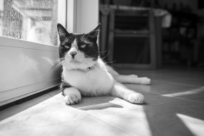 Cat relaxing on floor