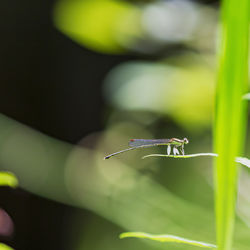 Close-up of insect on leaf