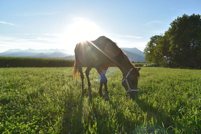 View of horse on field