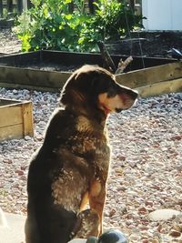 Dog looking away while sitting in yard