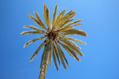 Low angle view of palm tree against clear blue sky