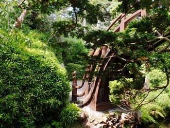 View of lush foliage