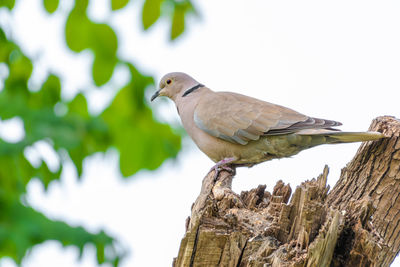 Low angle view of bird perching on tree against sky