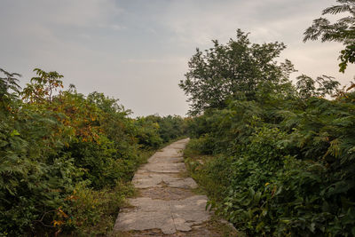 Footpath amidst trees against sky