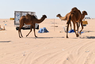 Horses in a desert