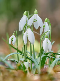 Close-up of white flowering plant