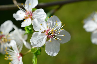 Close-up of white flowering plant