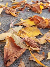 Close-up of autumn leaves