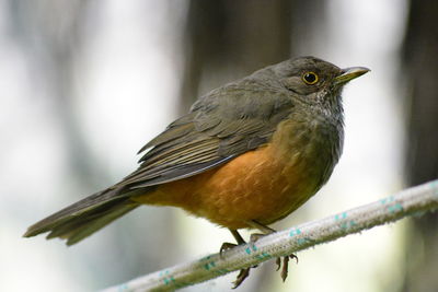 Close-up of bird perching on branch