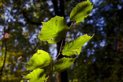 Low angle view of leaves on tree