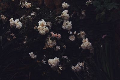 Flowers swimming in water