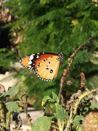 Butterfly on leaf