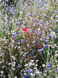 Close-up of purple crocus flowers on field