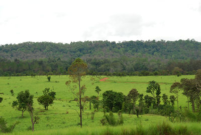 Scenic view of trees on field against sky