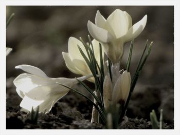 Close-up of white flowers blooming outdoors