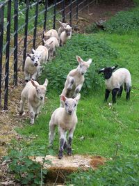 Sheep grazing on field