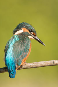 Close-up of a bird perching on branch