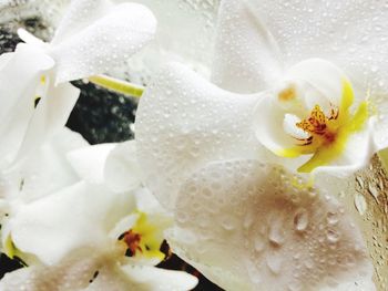 Close-up of white flower