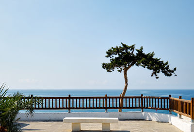 Tree by swimming pool against sky