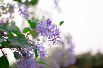 Close-up of purple flowering plant