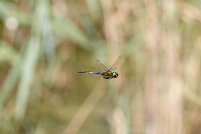 Close-up of insect