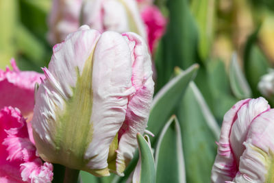 Close-up of flower