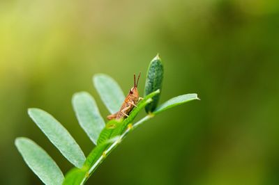 Close-up of insect on leaf