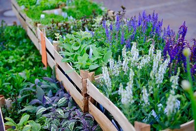 High angle view of purple flowering plants