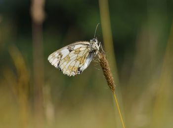 Close-up of butterfly perching on leaf