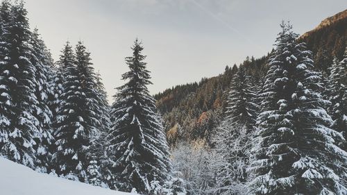 Pine trees in forest against sky during winter