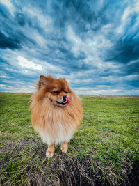 Portrait of dog on field