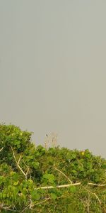 Close-up of a flower against clear sky