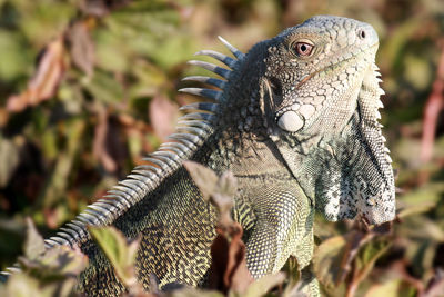 Close-up of iguana on field