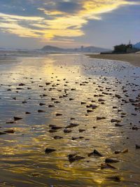 Scenic view of beach during sunset