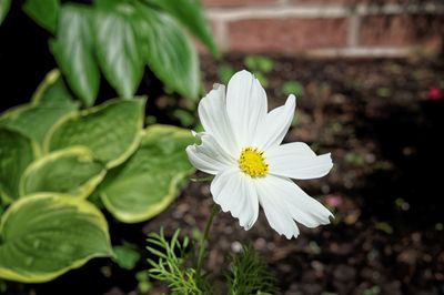 Close-up of white flower