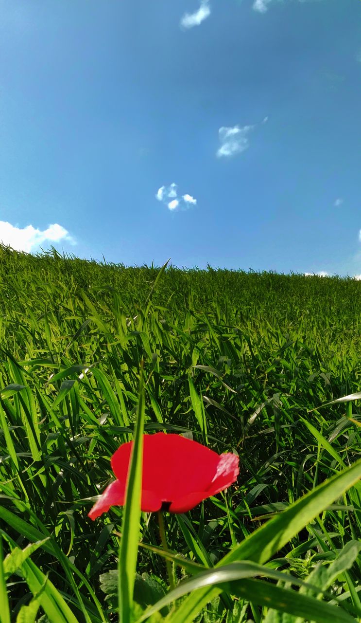 grass, plant, sky, field, meadow, nature, green, cloud, grassland, land, flower, growth, environment, landscape, red, beauty in nature, no people, lawn, day, blue, rural area, agriculture, crop, rural scene, outdoors, tranquility, scenics - nature, cereal plant, prairie