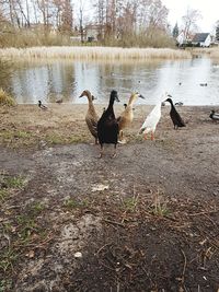 View of birds on lakeshore