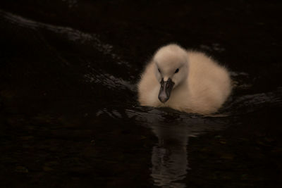 Swan swimming in lake