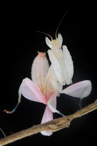 Close-up of white rose against black background