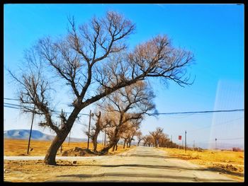 Bare tree by road against clear blue sky