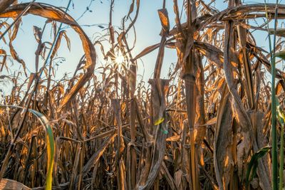 Close-up of crops growing on field against sky