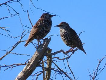 Low angle view of birds perching on tree